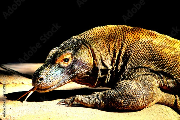 Obraz Komodo dragon