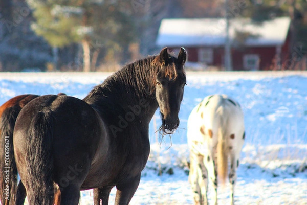 Obraz horse in snow