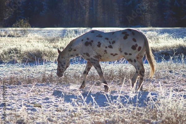 Obraz deer in a field