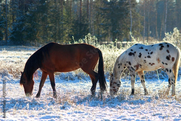 Obraz horse in the snow