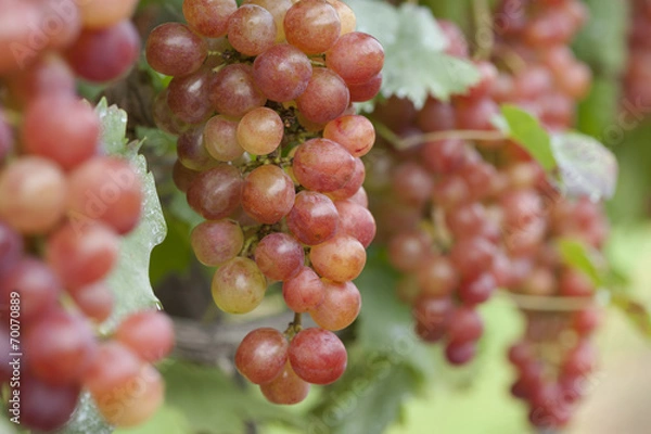 Fototapeta ブドウ畑　甲斐乙女