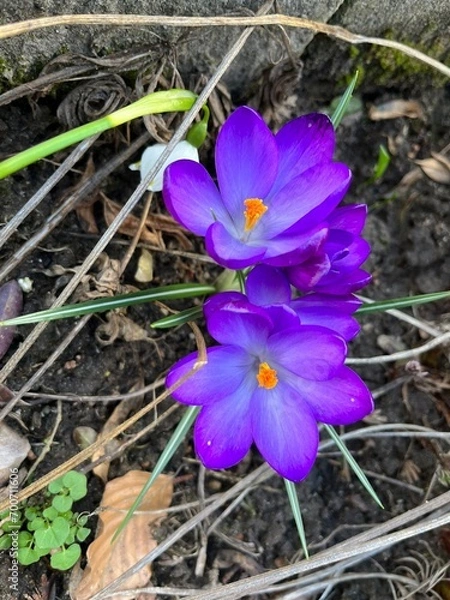Obraz purple crocus flowers