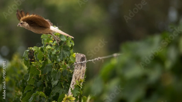 Obraz bird in flight