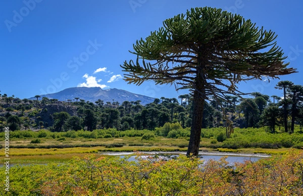 Fototapeta Árbol de araucaria en primer plano con volcán copahue de fondo - Caviahue - Neuquén