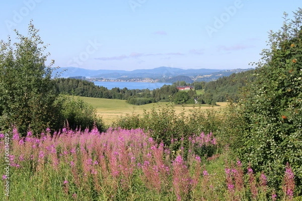 Obraz wildflowers in the mountains