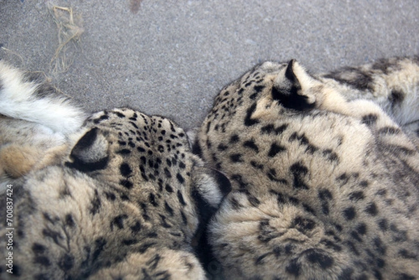 Obraz Duo of snow leopards sleeping on a rock