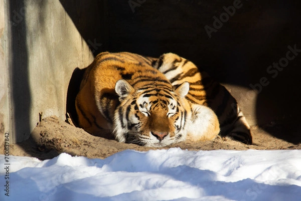 Obraz Sleeping tiger on a rock during winter