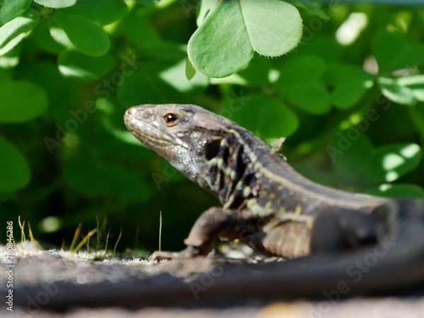 Obraz Eidechsen auf La Palma