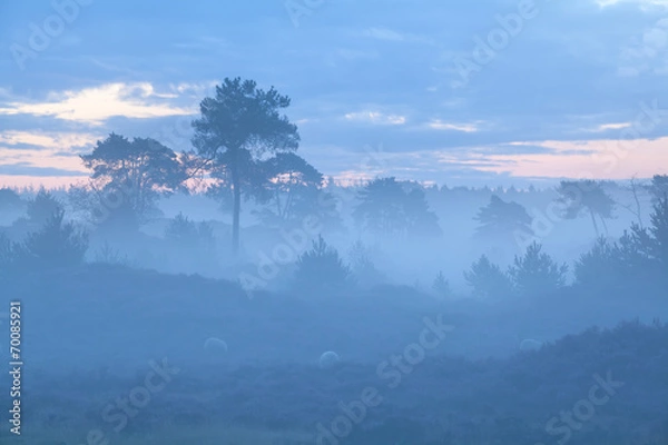 Fototapeta hills and trees in foggy dusk