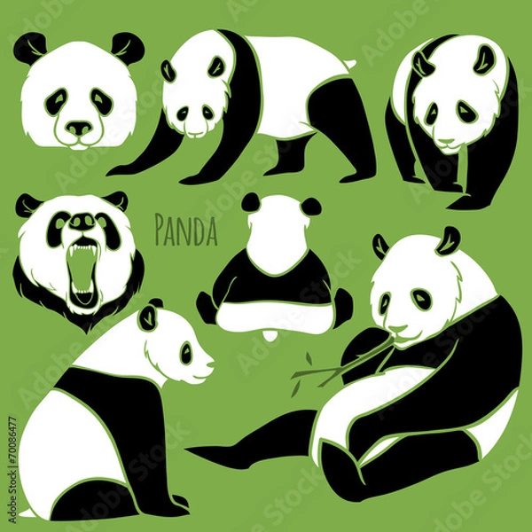 Obraz Set of Vector Panda silhouettes set