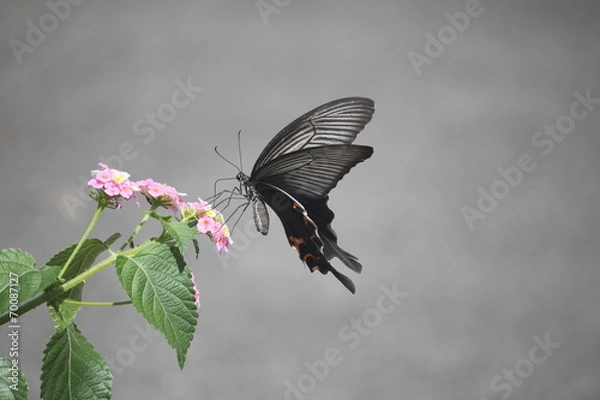 Obraz ランタナとクロアゲハ