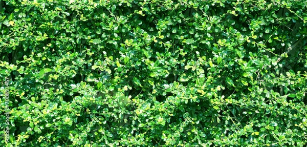 Obraz climbing plants on the wall background