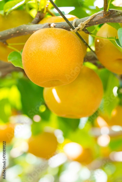 Fototapeta 果樹園に実った梨の果実 鳥取県 赤梨