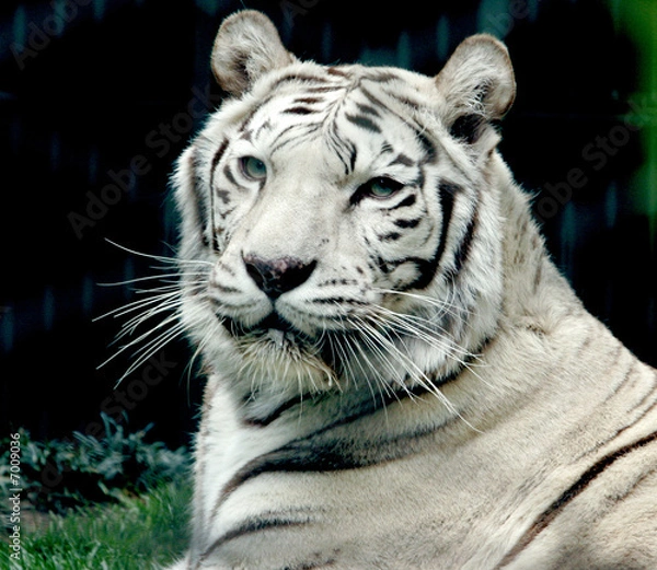 Fototapeta PROTECTED WHITE TIGER