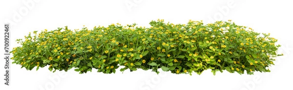 Fototapeta Tropical plant flower bush shrub green tree isolated on white background with clipping path	
