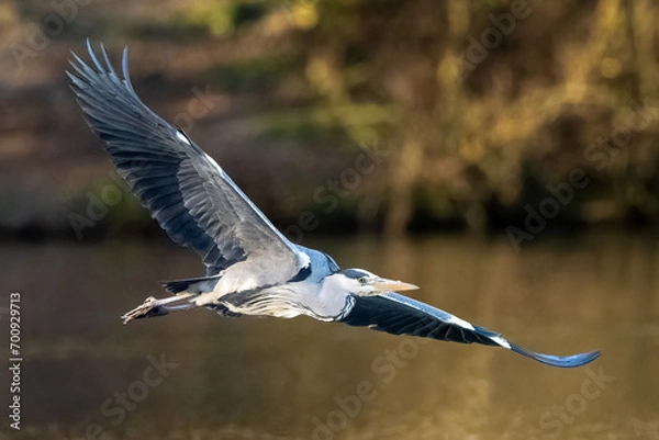 Obraz Grey heron in flight