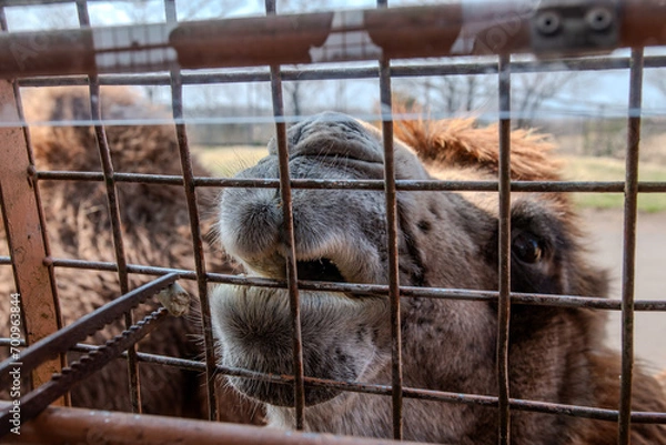 Obraz horse and foal