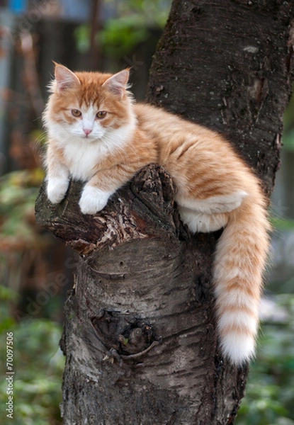 Fototapeta Kitten sitting in a tree