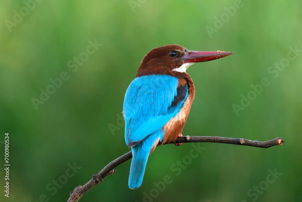 Obraz White-throated Kingfisher