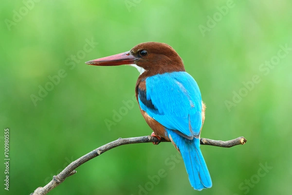 Obraz White-throated Kingfisher