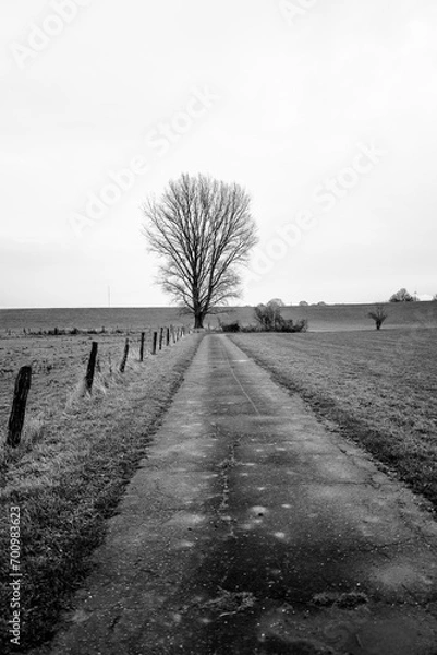 Obraz Tree Black and White