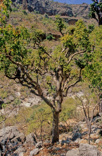 Fototapeta Commiphora myrrha