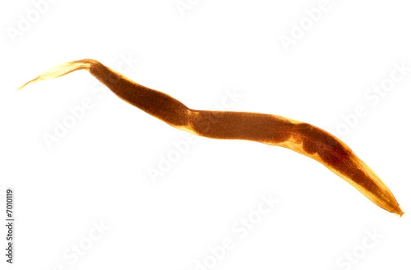 Fototapeta Enterobius vermicularis (pinworm), photomicrograph, isolated.