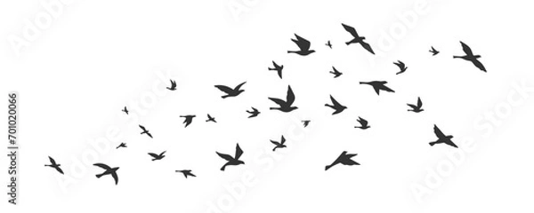 Obraz Collection of flying bird silhouettes. Collection of bird silhouettes. Isolated on White background