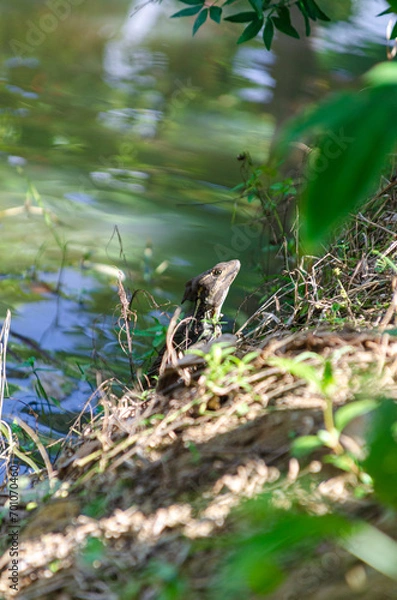 Obraz Lizard sunbathing next to the river