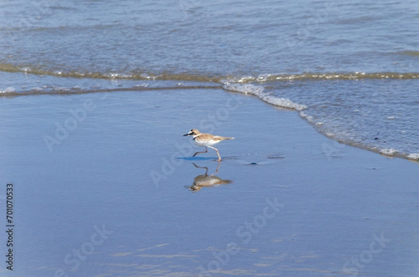 Obraz Sandpiper on the beach