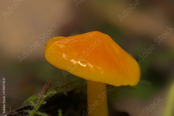 Obraz Golden waxcap mushroom