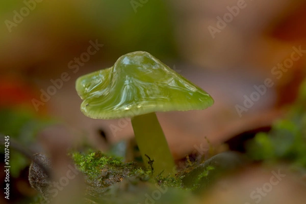 Obraz Green parrot waxcap mushroom
