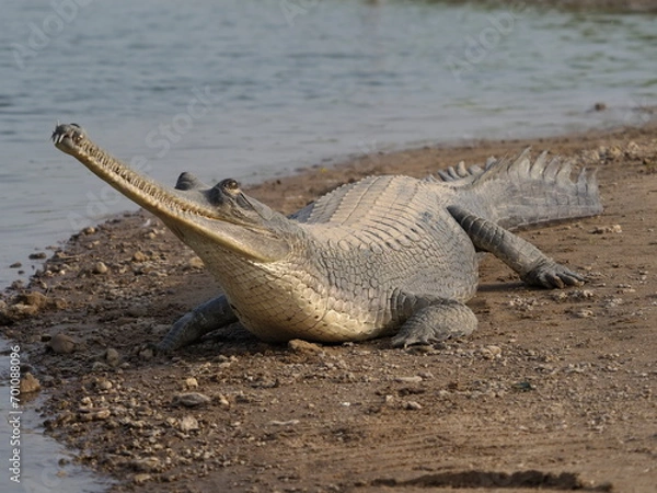Obraz Endangered gharials in India