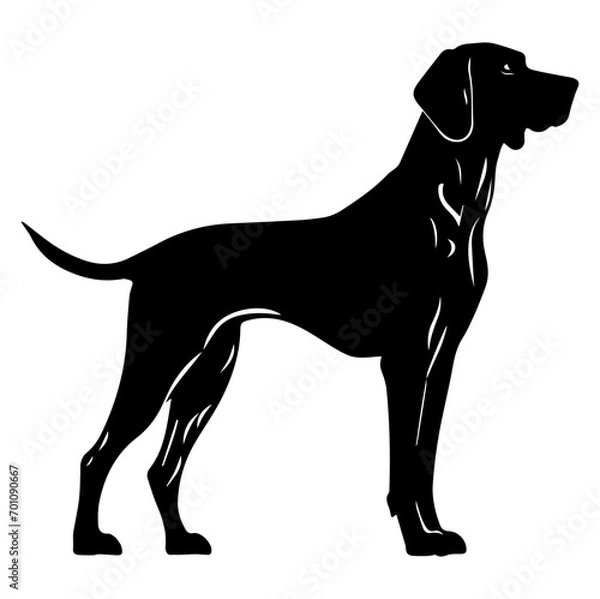 Obraz Standing Vizslas Dog, Vizslas Dog monochrome clip art. Vector illustration