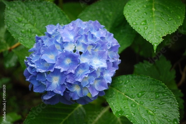 Obraz 梅雨時期の紫陽花