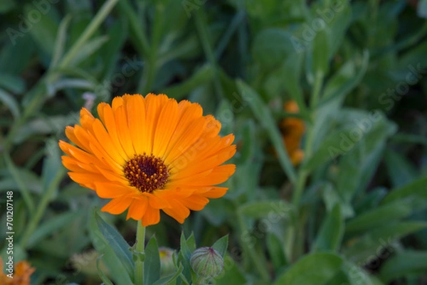 Fototapeta Orange Single Calendula Flower