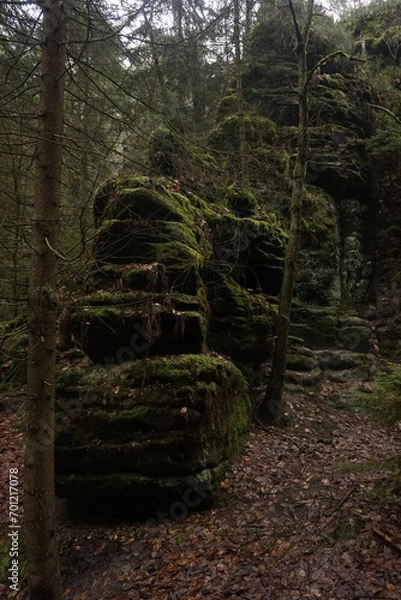 Obraz path in the forest