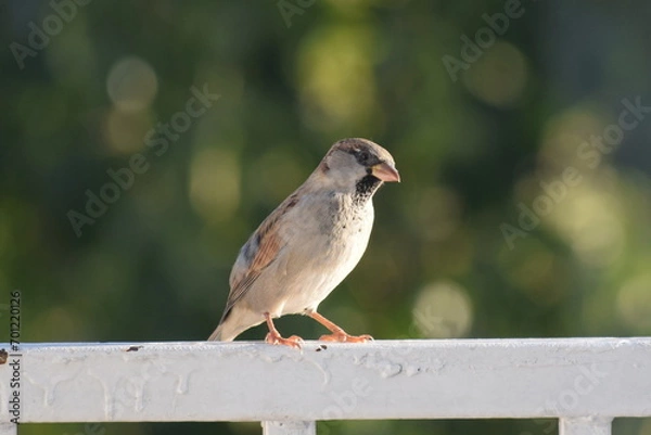 Obraz sparrow on the fence