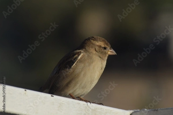 Obraz sparrow on a fence