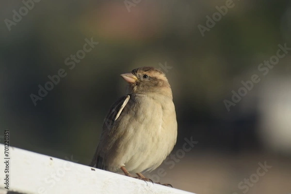 Obraz sparrow on a fence