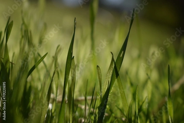 Obraz grass in the wind
