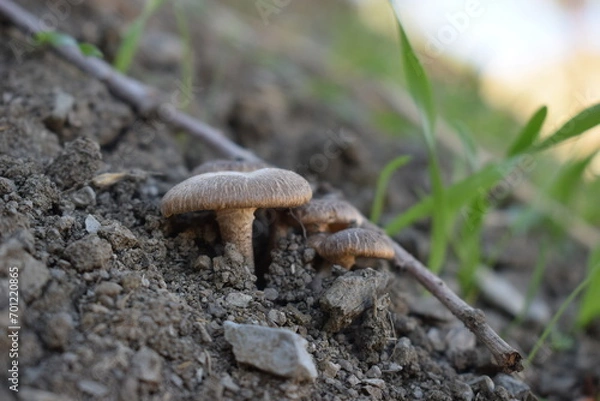 Obraz mushroom macro shot