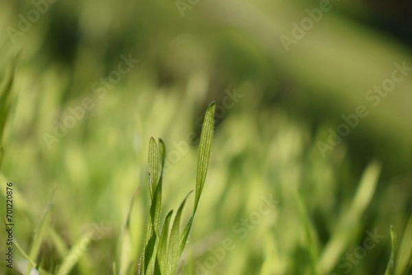Obraz green grass background