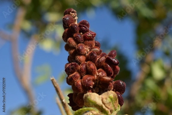 Obraz macro shot of sumac bunch