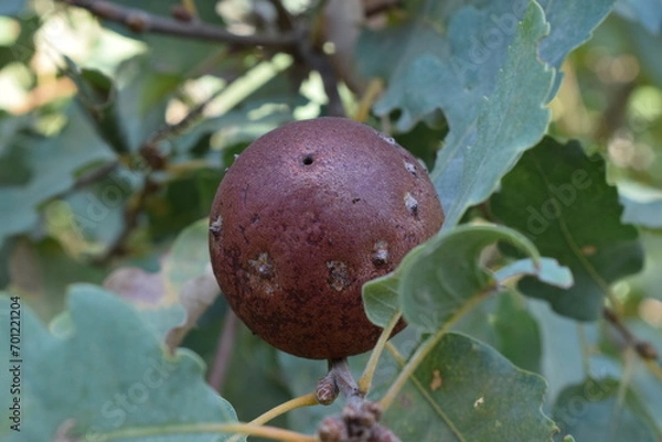 Obraz oak apple