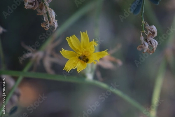 Obraz bee on yellow flower