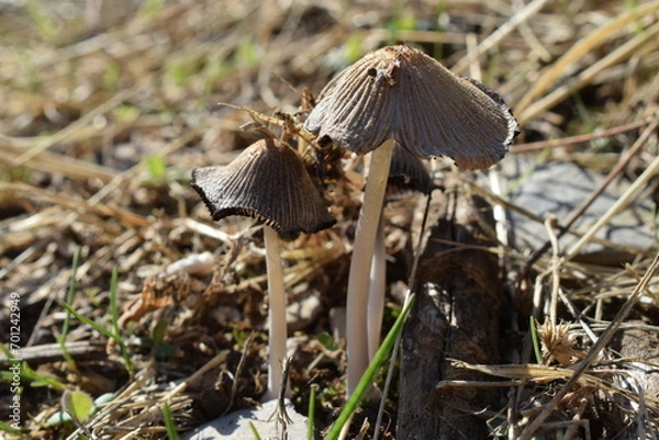 Obraz mushroom in the grass