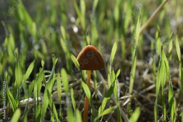 Obraz mushroom in the grass