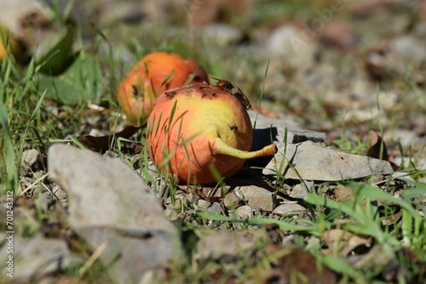 Obraz Pear under the tree