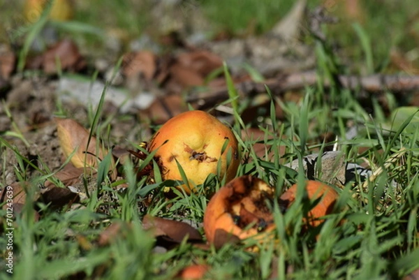 Obraz Pear under the tree